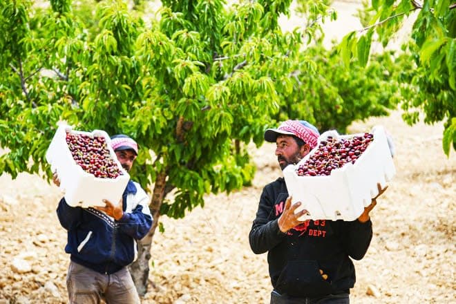 صقيع نيسان يدمر 90% من كرز القنيطرة وخسائر فادحة للفلاحين