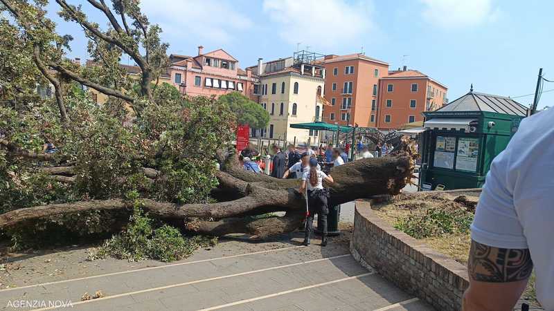 Italia... un árbol centenario hiere a decenas de personas.