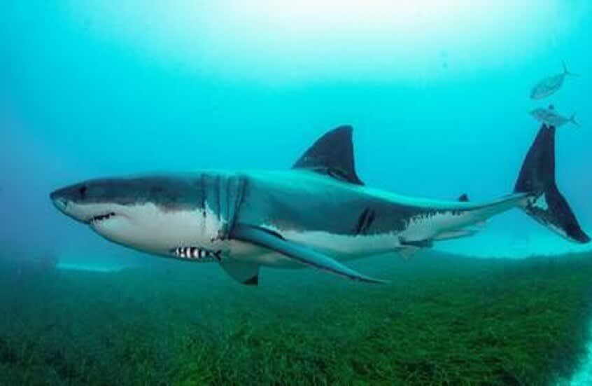 Florida police arrest a man for attacking a shark.