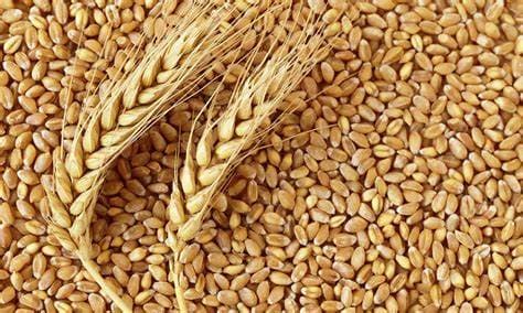 Source: The quantity of wheat marketed to the branch of the Syrian Grain Establishment in Homs reached 8409 tons.