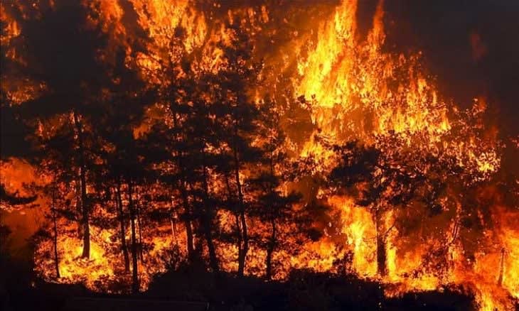Four people cause a forest fire in Izmir... with the participation of dozens of aircraft in extinguishing it.