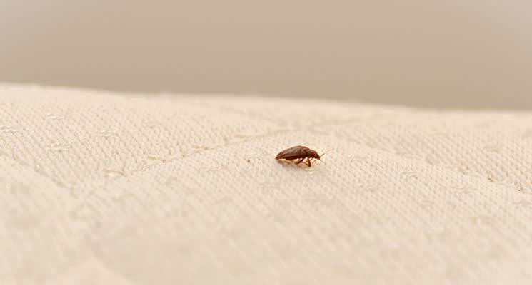 Guests sue two Las Vegas hotels after being attacked by bedbugs.