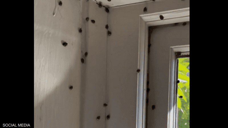 Kışın yaklaşmasıyla birlikte Britanya'da böcek sürüleri ortaya çıkıyor