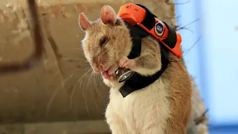 «Les rats africains» entrent en mission de sauvetage en Turquie.. Une technologie innovante pour atteindre les personnes piégées sous les décombres