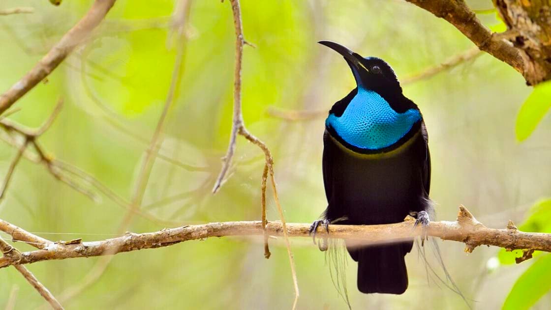 Venedik Kuşu Cornell Mühendislerini Dünyanın En Koyu Kumaşını Yapmaya Nasıl İlham Etti?