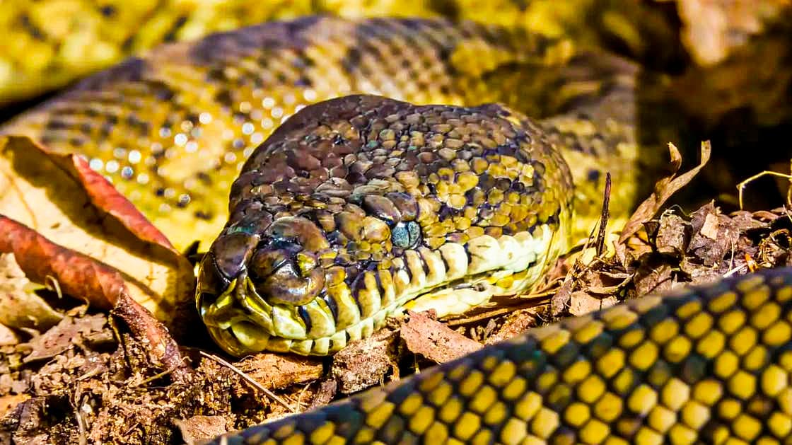 Une Australienne se réveille avec un serpent de deux mètres et demi dans son lit