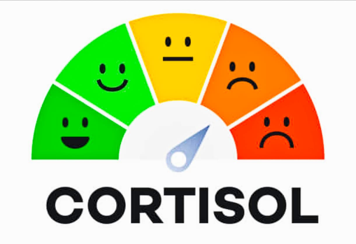 Cortisol: Der Trend "Stresshormon" beherrscht das Internet!