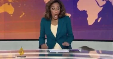 Bir fare, canlı yayında Al Jazeera İngilizce stüdyosuna giriyor.. Gerçekliği hakkında tartışmalar