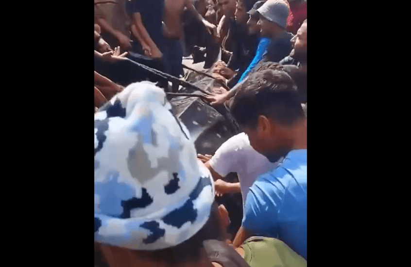 Die Fischer aus Gaza fangen einen Walhai, nachdem sie ihn vor der Küste des Gebiets gesichtet haben