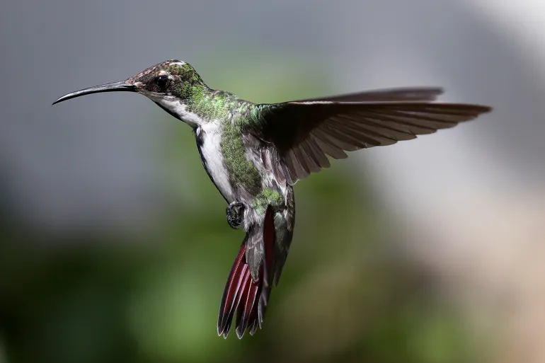 Mehr als die Hälfte der Vogelarten weltweit nimmt aufgrund von Abholzung ab