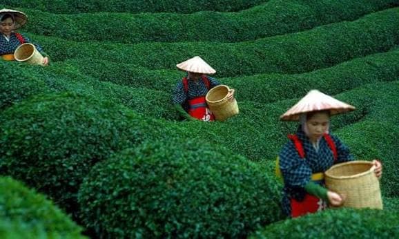 الصين تهيمن على سوق الشاي العالمي